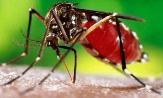 Nuovo caso Dengue, disinfestazioni a Figline e Arezzo