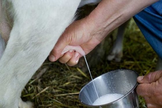 Toscana, agricoltura: tavolo per rispettare accordo sul prezzo del latte in stalla