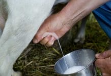 latte toscana agricoltura