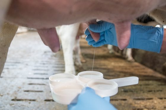 Toscana, latte: ” 200 stalle a rischio per aumenti costi”