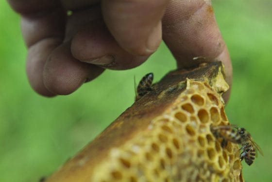 Toscana, apicoltura: approvate due graduatorie per sostegno e incentivi
