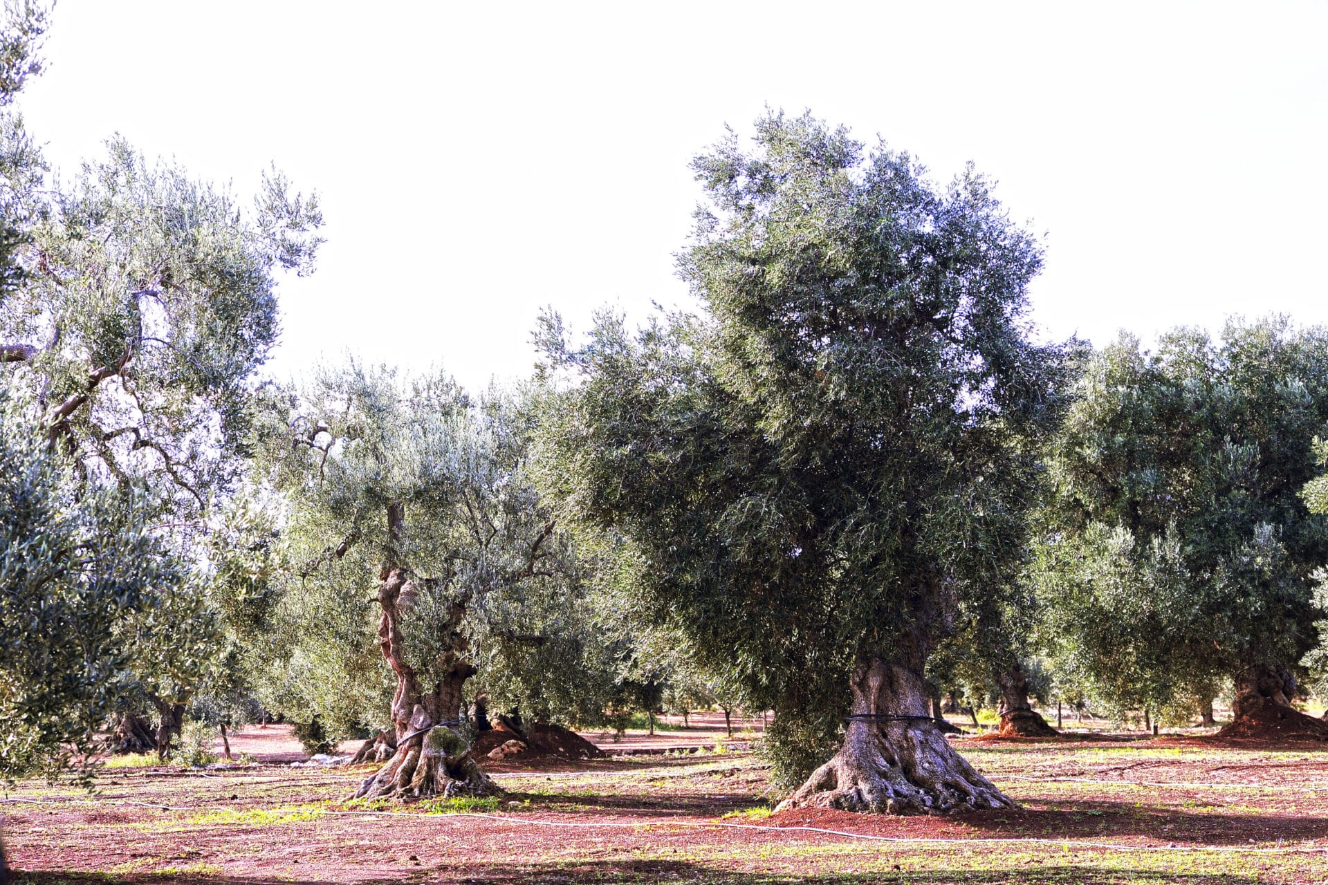 © Imagoeconomica L'OLIO PUGLIESE AL TEMPO DEL CORONAVIRUS olio pistoia