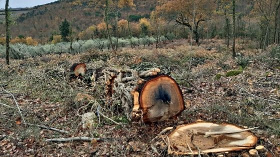 Taglio di alberi abusivo, un denunciato