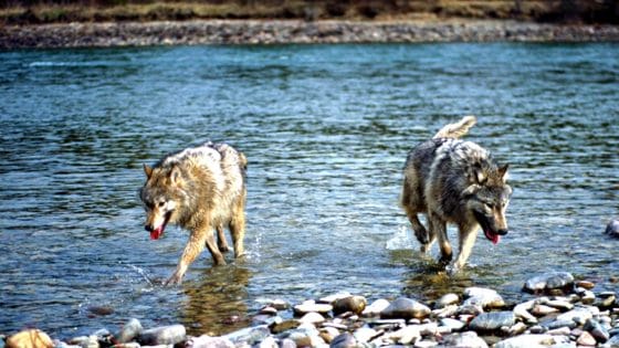 Lupi lungo fiume Serchio a Monte S. Quirico. Regione: “Attenzione”