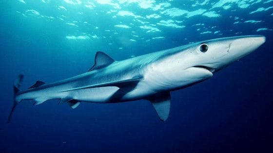 Giornata mondiale degli Squali, il 14 di luglio per ricordare che più del 50% delle specie di squali e razze nel Mediterraneo è minacciato di estinzione