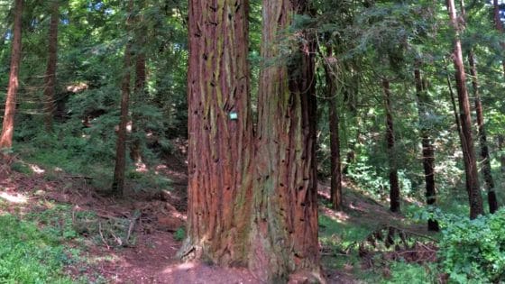Alberi monumentali in Toscana, sono 78, 19 dei quali a Firenze, ma Prato con 21, è la provincia che ne ha di più